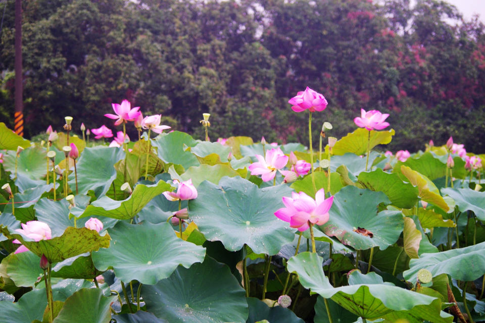 (圖片來源：白河蓮花季活動官網)