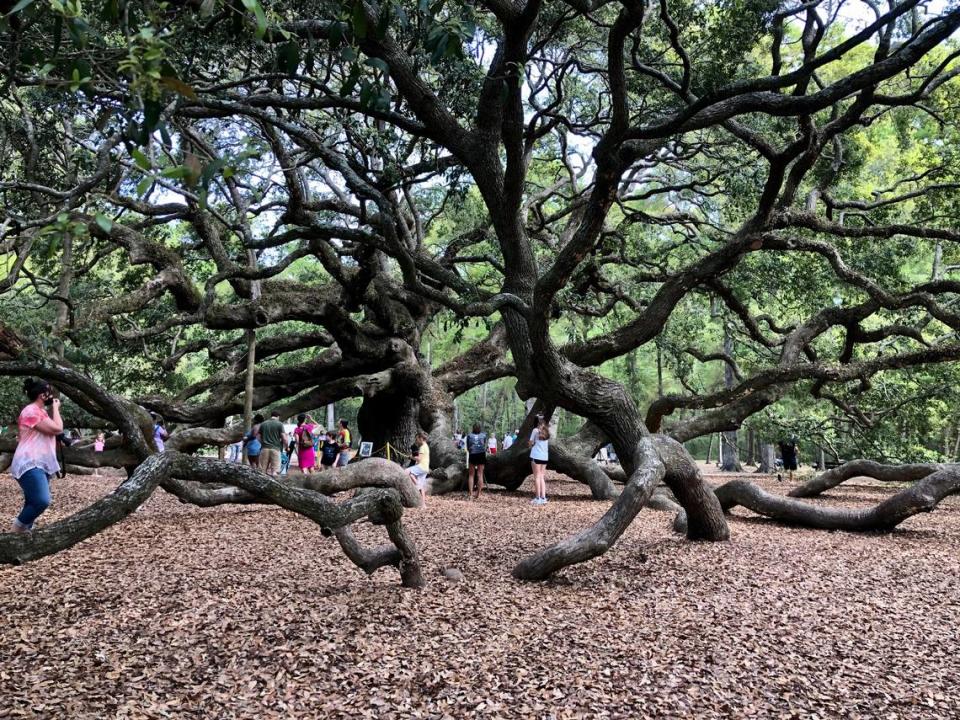 The legendary Angel Oak Tree spans more than 17,000 square feet.