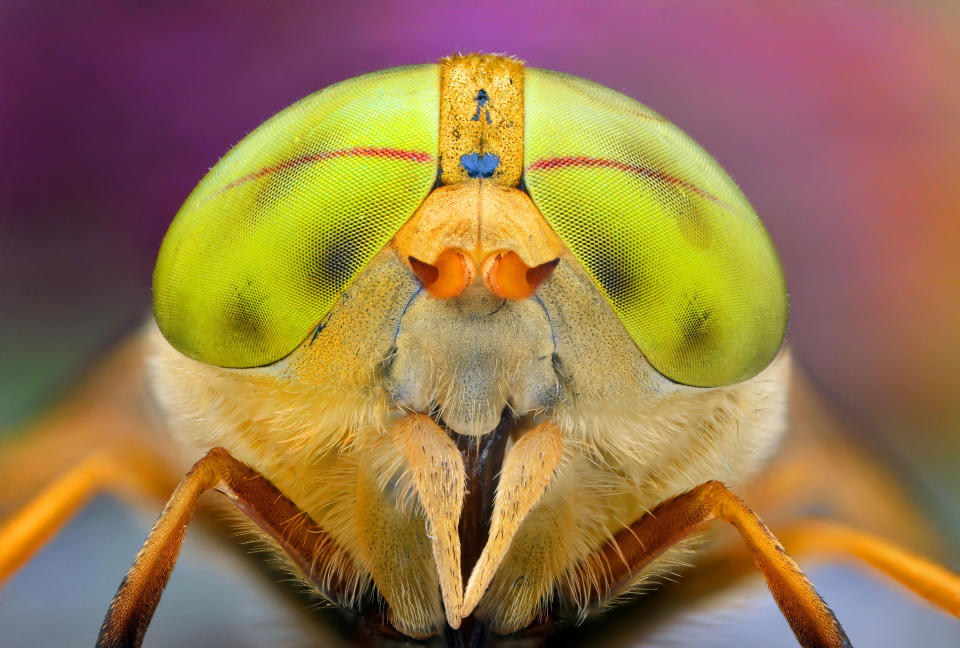 "These bugs are bling and it must be so important to them to show bright and colourful markings; they might be small but they have a big impact. I want to show the world the amazing insects unnoticed to the naked eye." (PIC BY IRENEUSZ IRASS WALEDZIK / CATERS NEWS)