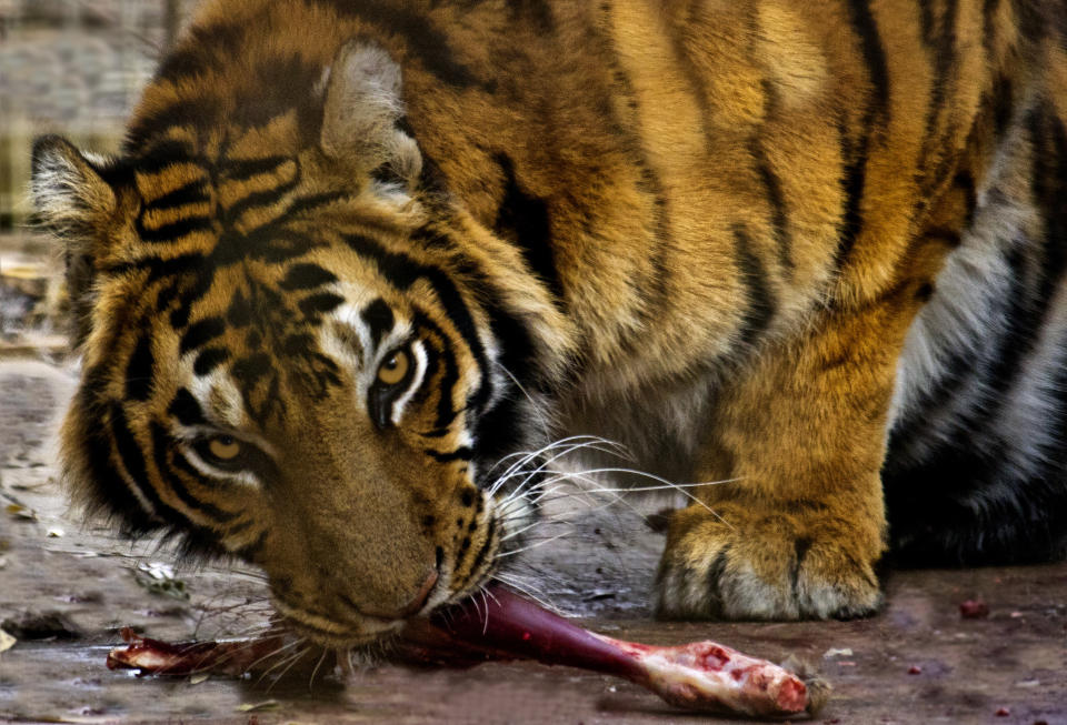 A tiger gnawing on a large, bloody bone