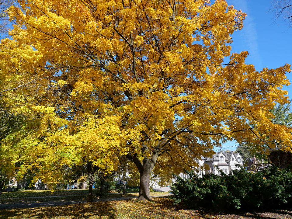 A Norway maple tree in a yard