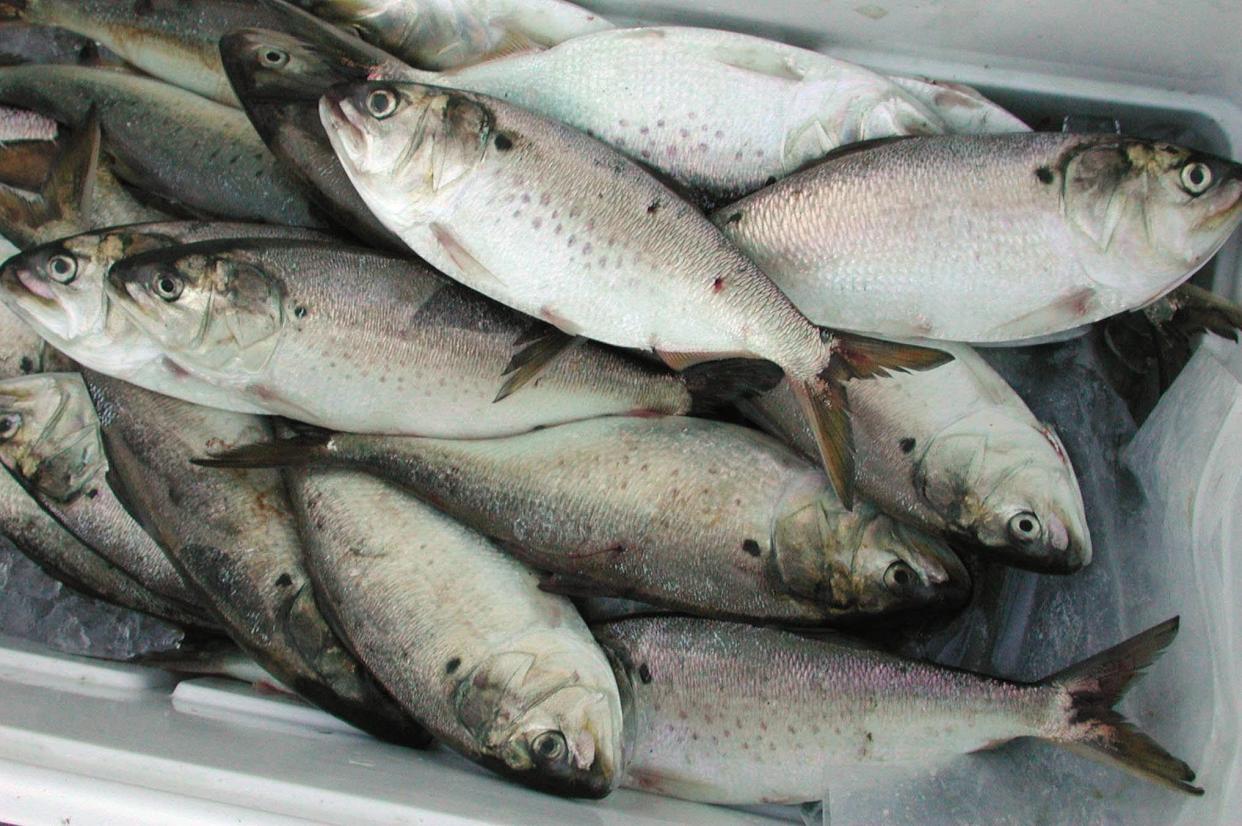 Atlantic menhaden harvested by a cast net in the recreational industry for bait.