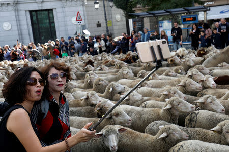 Women take a selfie next to a flock of sheep during the annual sheep parade through Madrid, Spain, October 21, 2018. REUTERS/Susana Vera