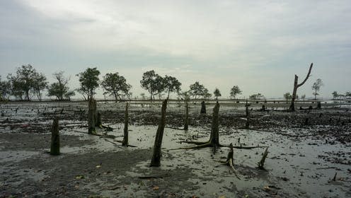 <span class="caption">Remains of deforested mangroves in Malaysia.</span> <span class="attribution"><span class="source">NOOR RADYA BINTI MD RADZI / shutterstock</span></span>