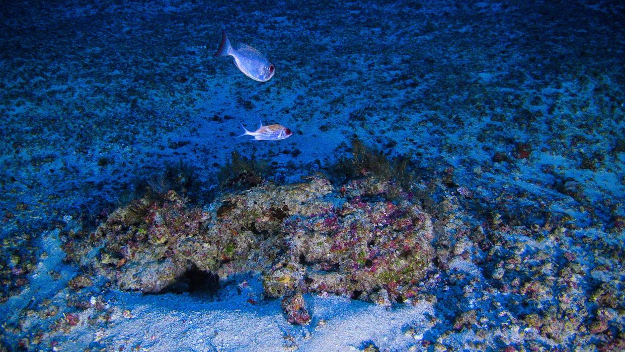 The 'unique' newly discovered Amazon Reef is about half the size of Wales: Greenpeace