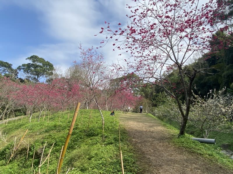 東勢林場內的民俗公園附近小山丘櫻花成林。(圖/記者王秀禾攝)