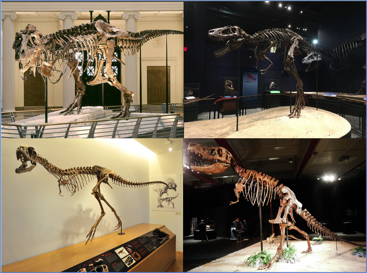 Skeletons of four tyrannosaur on display in museums.