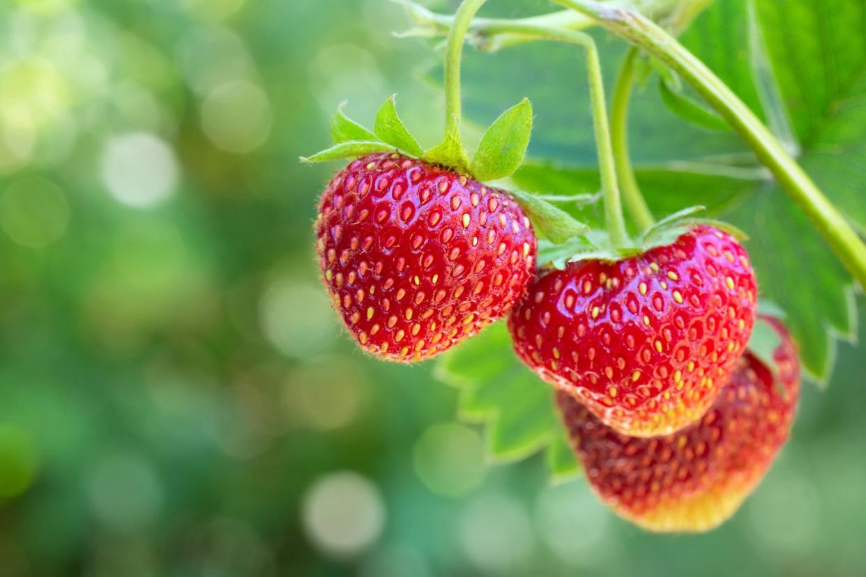 how to grow strawberries