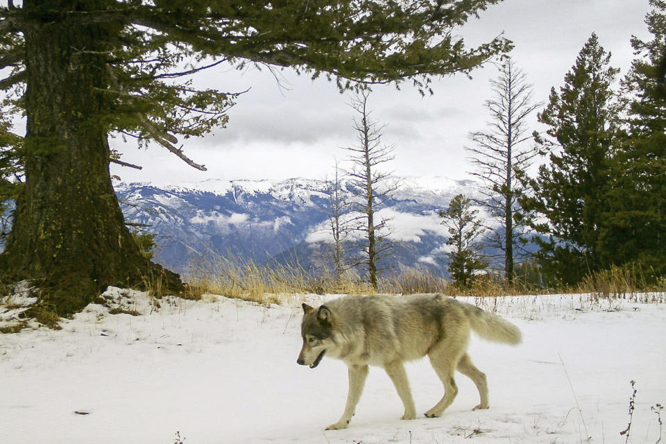 FILE - In this Dec. 4, 2014, file photo, released by the Oregon Department of Fish and Wildlife, a wolf from the Snake River Pack passes by a remote camera in eastern Wallowa County, Ore. President Joe Biden's administration is sticking by the decision under former President Donald Trump to lift protections for gray wolves across most of the U.S. (Oregon Department of Fish and Wildlife via AP, File)