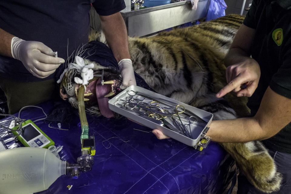 Dr. Göritz cleans an abscess from Sultan’s mouth while Dr. Steyer assists him during a veterinarian check. (Photo: Omar Havana/Four Paws)