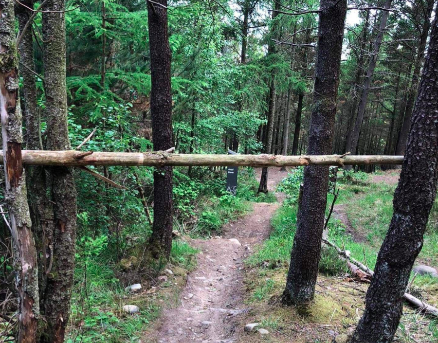 The trap was set across the track with woven branches within it that were fixed horizontally. (Wales News)