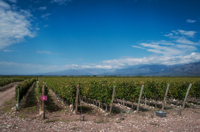 Alejandro cumplió su sueño tras gestarlo en 1998 en un viaje a Sudáfrica. Así se ve en la actualidad Couce Vineyards, el viñedo que produce un tipo de Malbec único en nuestro país