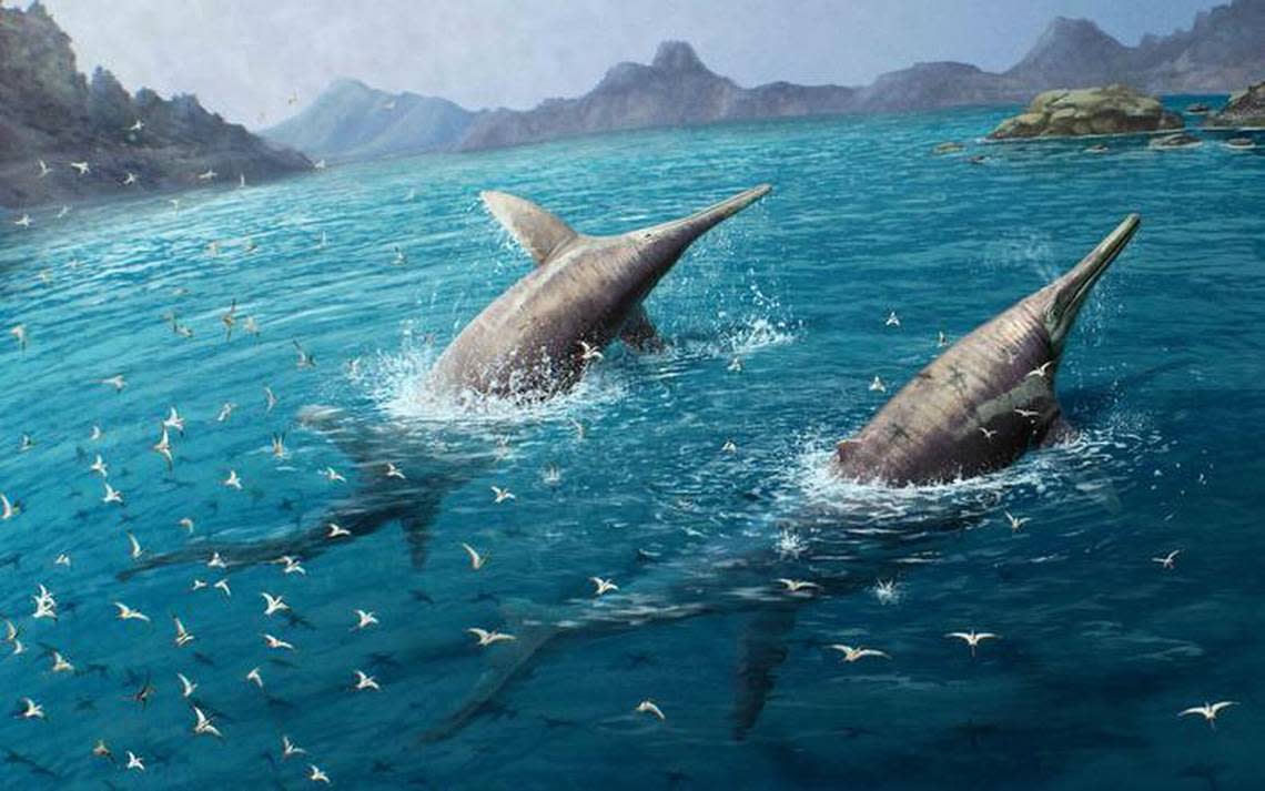 Multiple bone studies of ichthyosaurs were running in parallel, leading to an academic collaboration.