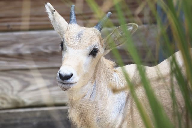 <p>Landon McReynolds/Walt Disney World</p> Addax calf Julien photographed at Disney's Animal Kingdom Lodge