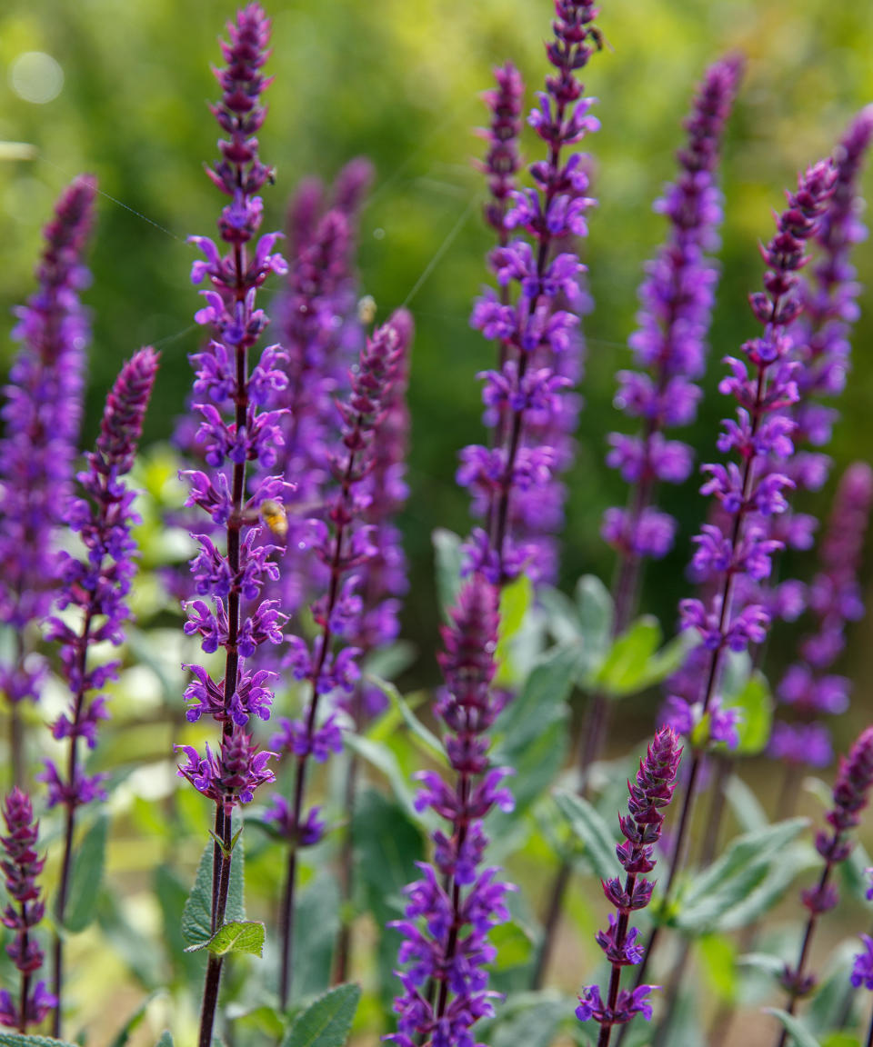 2. SALVIA NEMOROSA ‘CARADONNA’