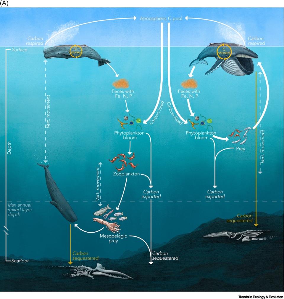 A diagram shows how whales help capture carbon from the athmosphere. Two types of great whales are shown pooping, feeding local phytoplankton growth, feeding on the plankton or the animals that eat the plankton, then dying and sinking to the ocean floor.