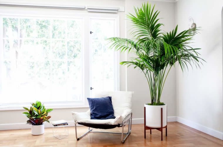 Accentuate with large plants 