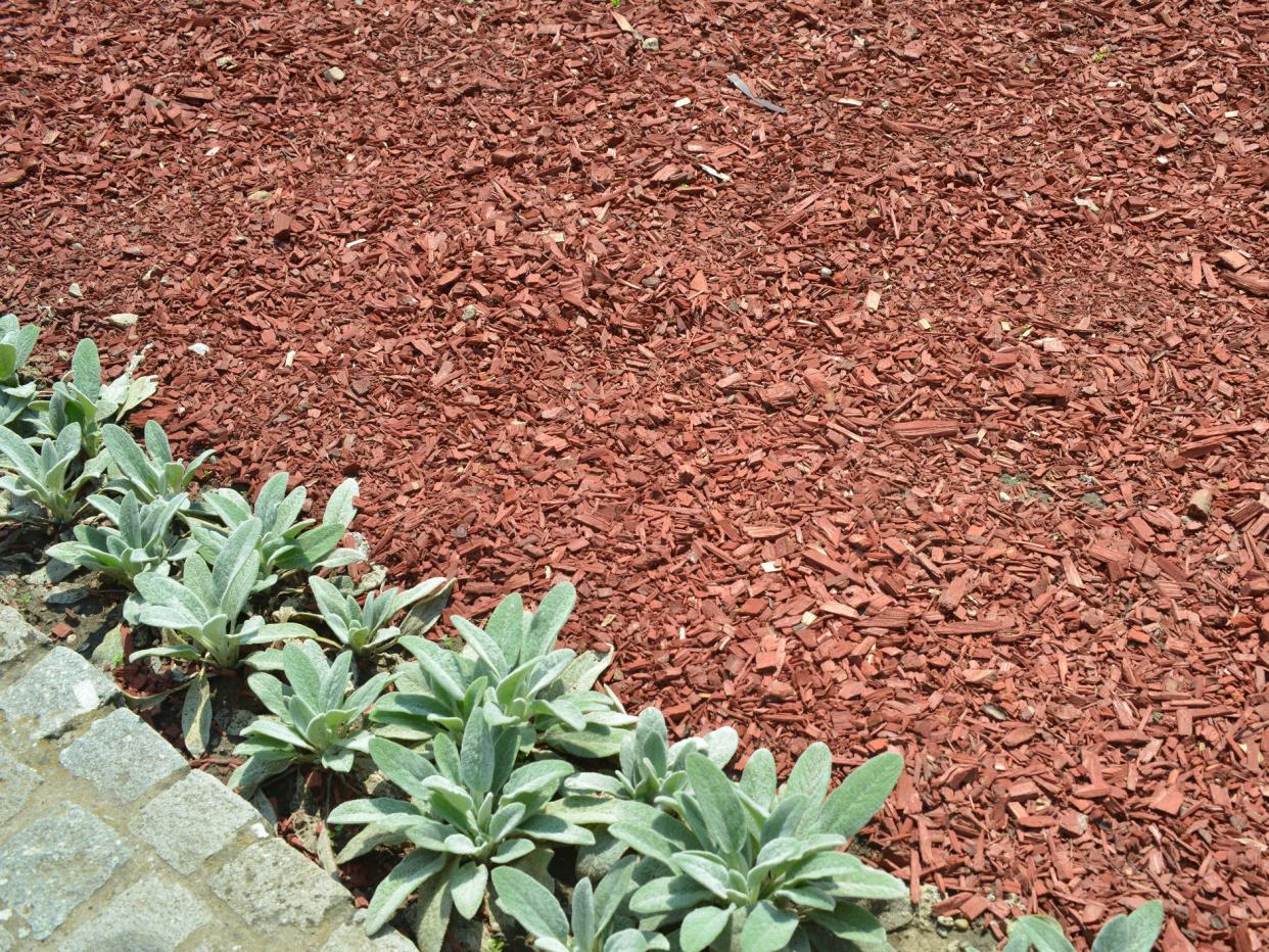 Mulch in yard with plants 