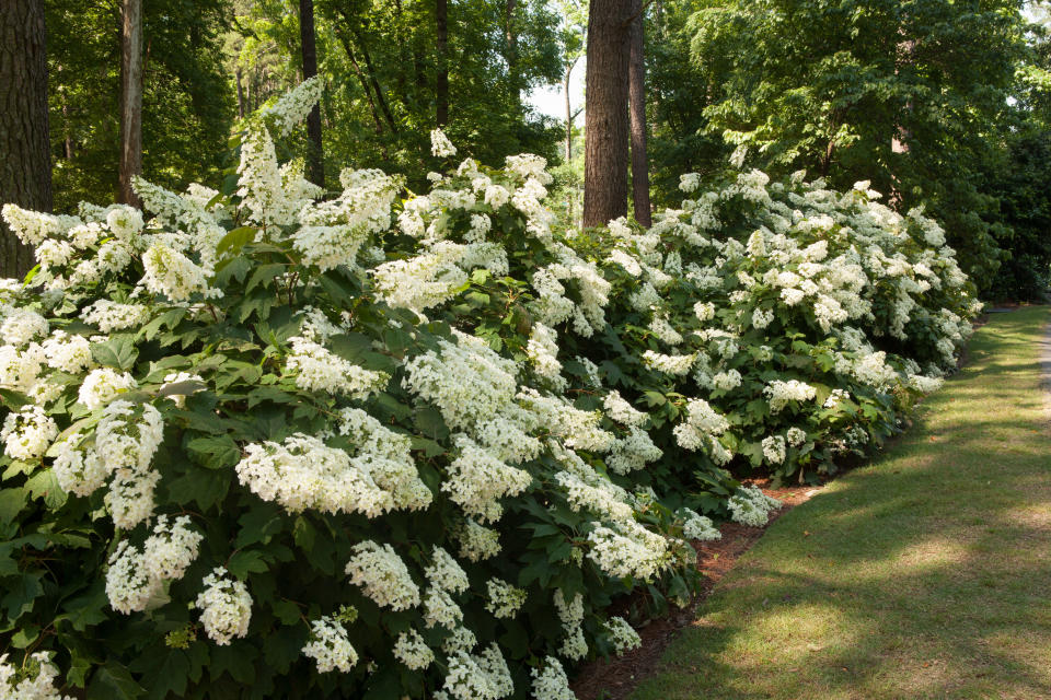 7. When is the right time to prune my hydrangeas?