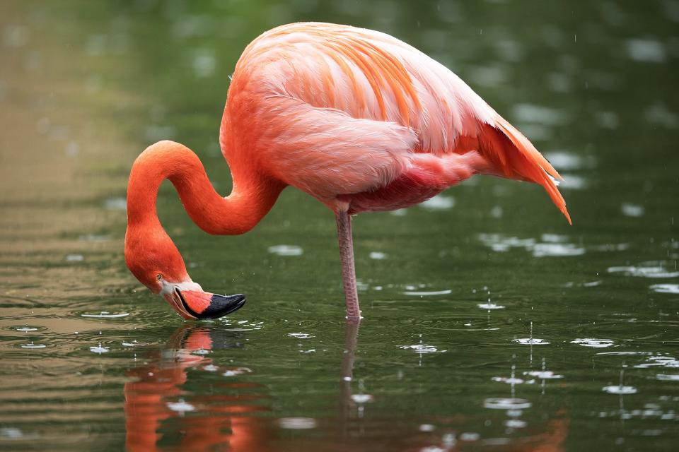 Flamingo Euthanized After Student Throws Rock in Zoo Exhibit