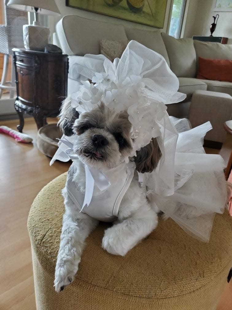 Doggy wedding: The bride is a 10-year-old Shih Tzu named Freckles.