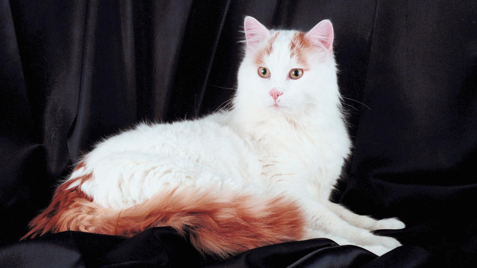 Turkish Van