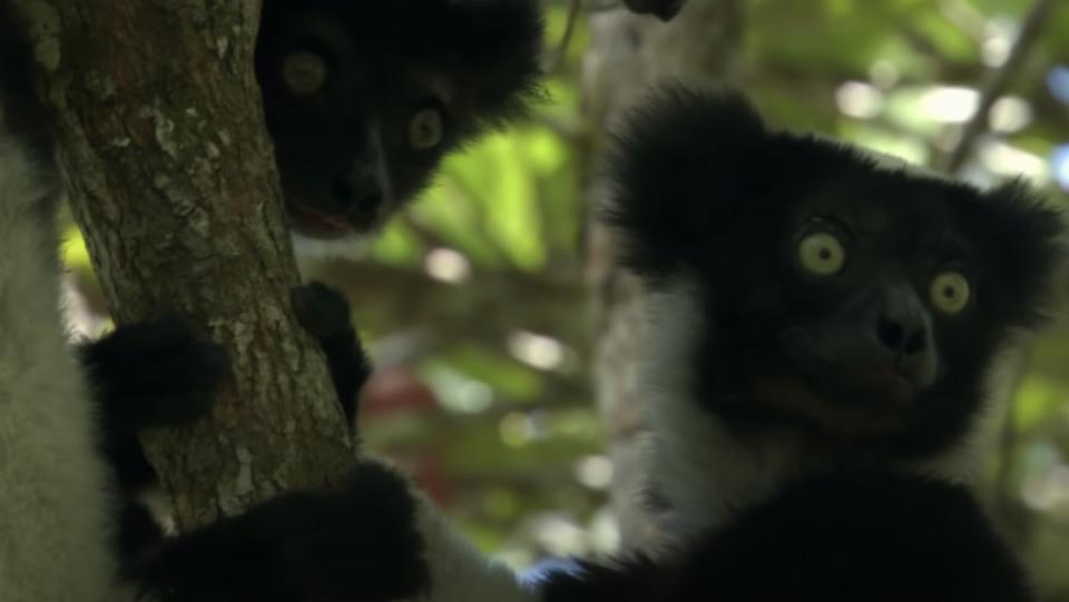 Two lemurs sitting in a tree