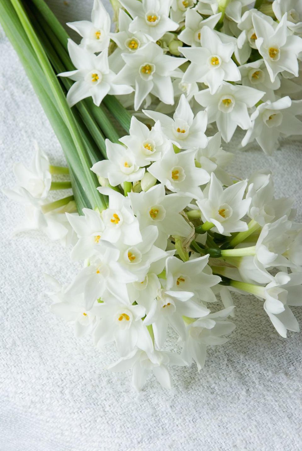 Their birth flowers are holly and narcissus.