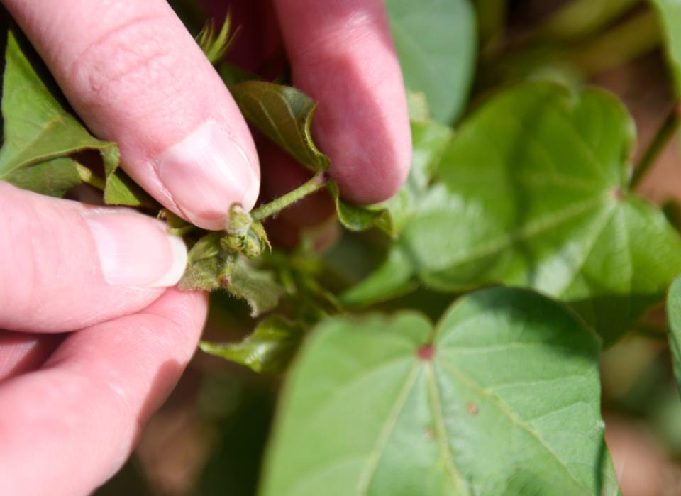 Plains Cotton Growers’ Kara Bishop shows cotton farms in Lynn County, Friday, July 7, 2023.