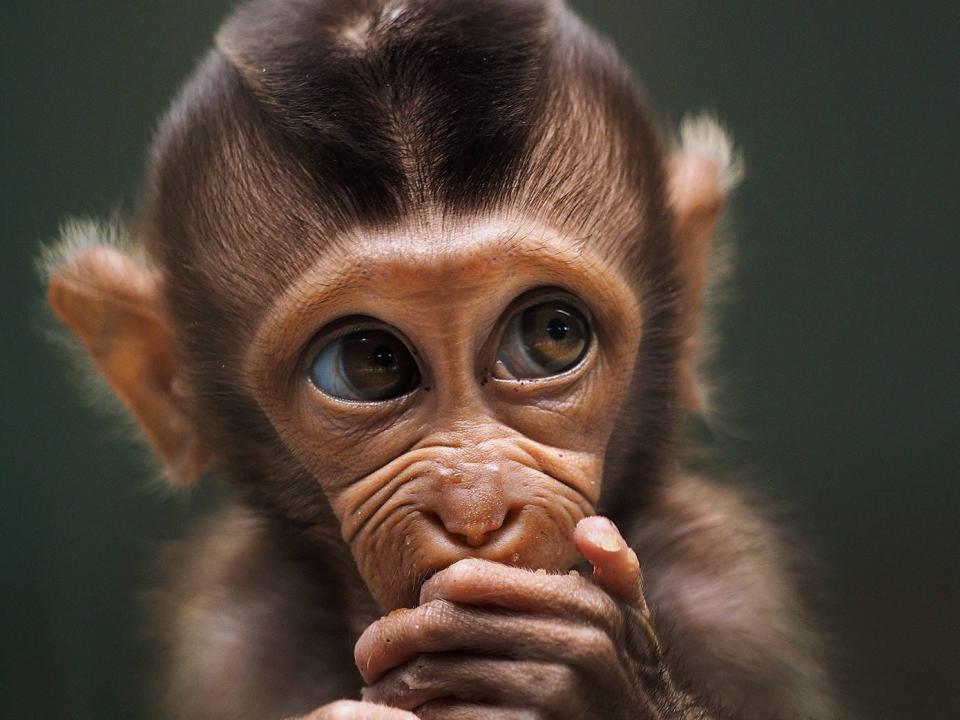 'Baby monkey' by @prabuds (Indonesia)