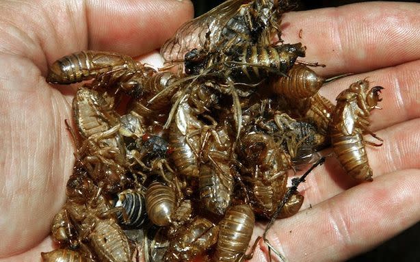 Everything You Need to Know About the Impending Cicada Sex Invasion