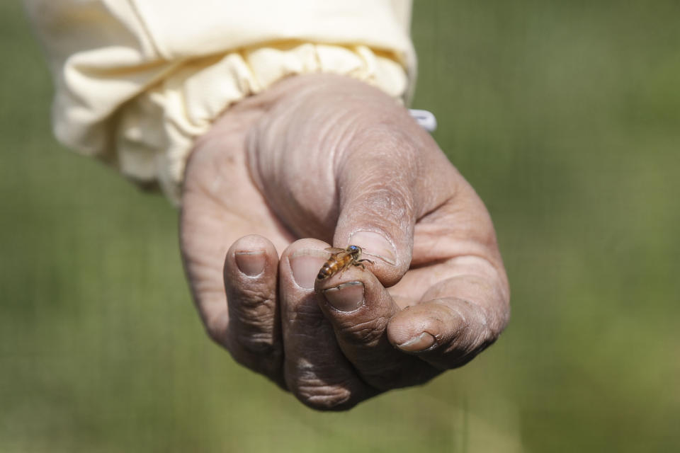 Beekeeper Francesco Capoano holds a queen bee at an apiary in Milan, Italy, Thursday, April 22, 2021. A bee collective is introducing 17 new colonies to their new hives on Earth Day, bringing to 1 million Milan's population of honey bees housed in boxes specially designed by artists throughout the city. The seven-year-old project is aimed at educating the public about the importance of bees to the environment, while boosting their population and providing a sweet treat of honey. It is billed as the biggest urban bee collective in Europe. (AP Photo/Luca Bruno)