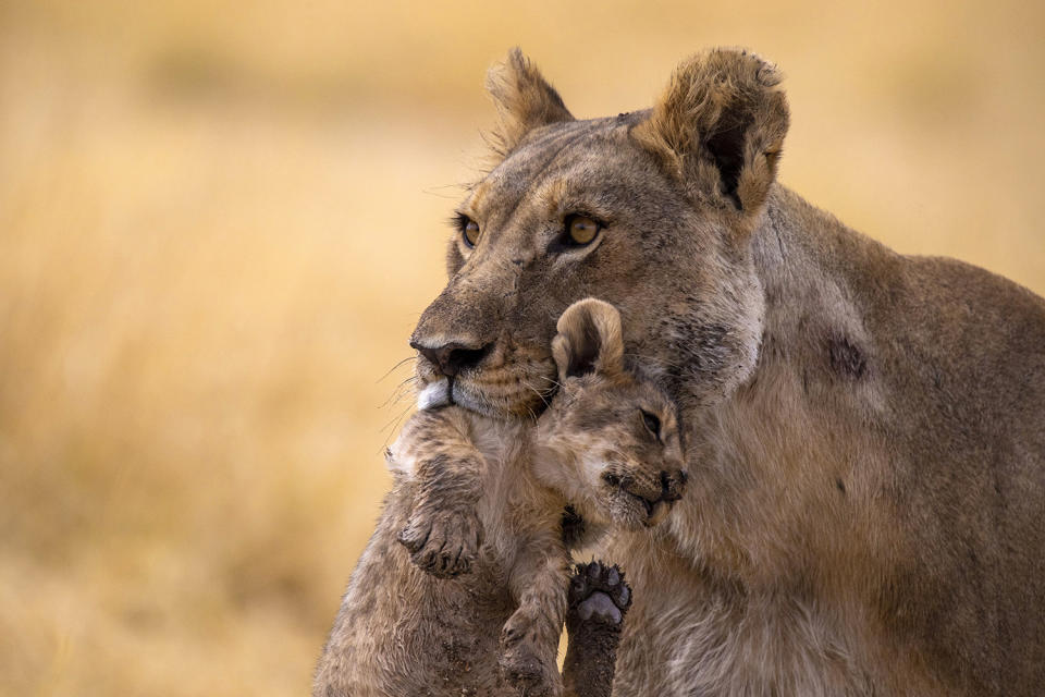 A lioness carries her cub to safety from the Nebrowni water hole in Etosha National Park in Namibia. The little one kept running away to play with other cubs, but there were dangerous young males lurking about. (Photo: Gordon Donovan/Yahoo News)