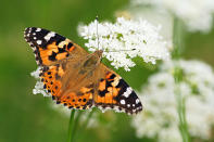 Otra mariposa que también se caracteriza por sus migraciones de larga distancia es la vanesa de los cardos. En verano pueden ir desde los desiertos del norte de África hasta el Círculo Polar Ártico en un viaje de ida y vuelta de 15.000 kilómetros. Sin embargo, estos insectos son efímeros y la travesía es completada por generaciones sucesivas. (Foto: Getty Images).