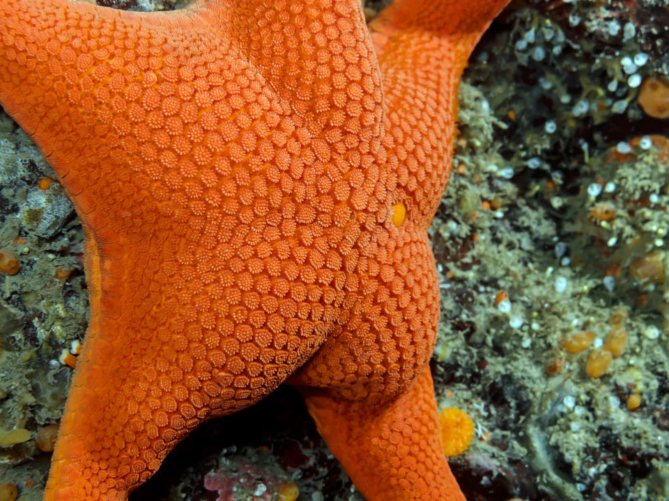 Sea star butt