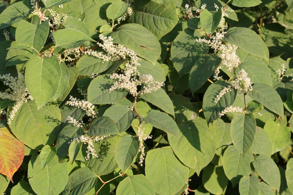 types of weeds japanese knotweed