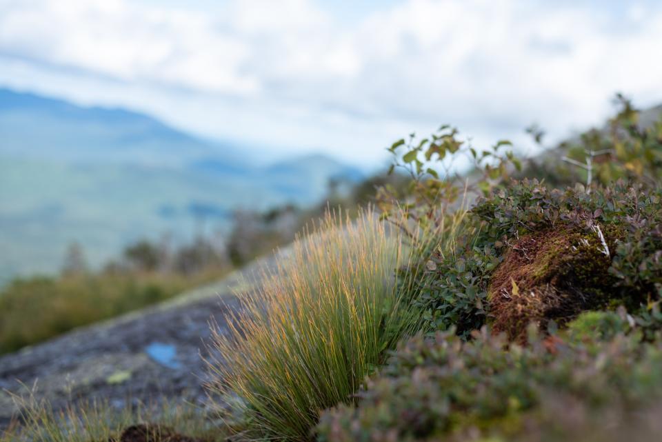 Fragile alpine vegetation grows at the summit of some high Adirondack peaks. Summit stewards work to maintain it and help teach hikers not to step on it when they reach the summit.