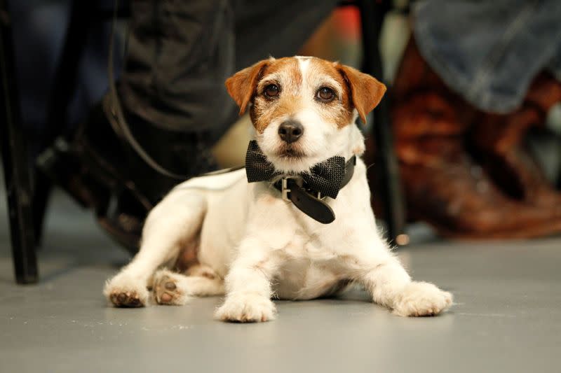FILE PHOTO: Dog Uggie sits during ceremony where cast and crew of "The Artist" received "Made in Hollywood" commendation in Los Angeles