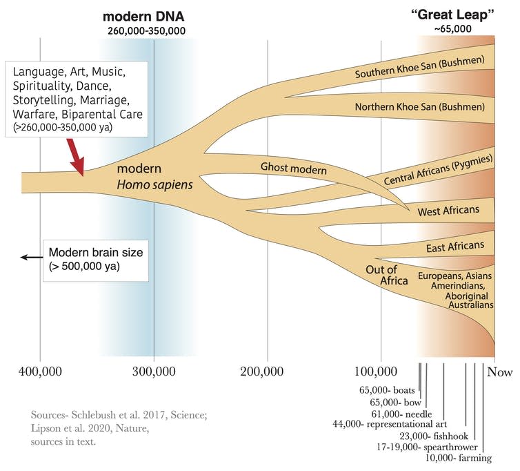 Tree diagram showing human evolution.