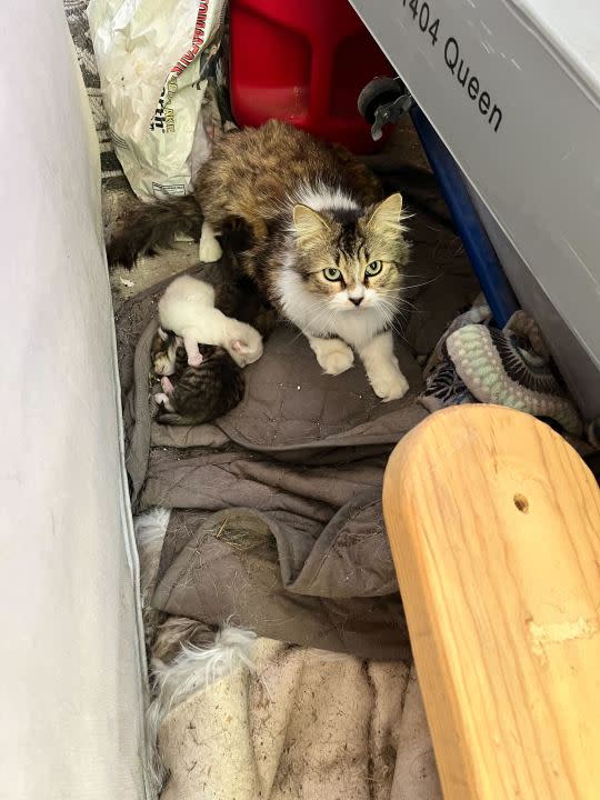 A new litter of kittens is feeling extra love this week after a Central Texas woman helped rescue and care for them during Tuesday’s torrential storms. (Courtesy: Laura Silveria)