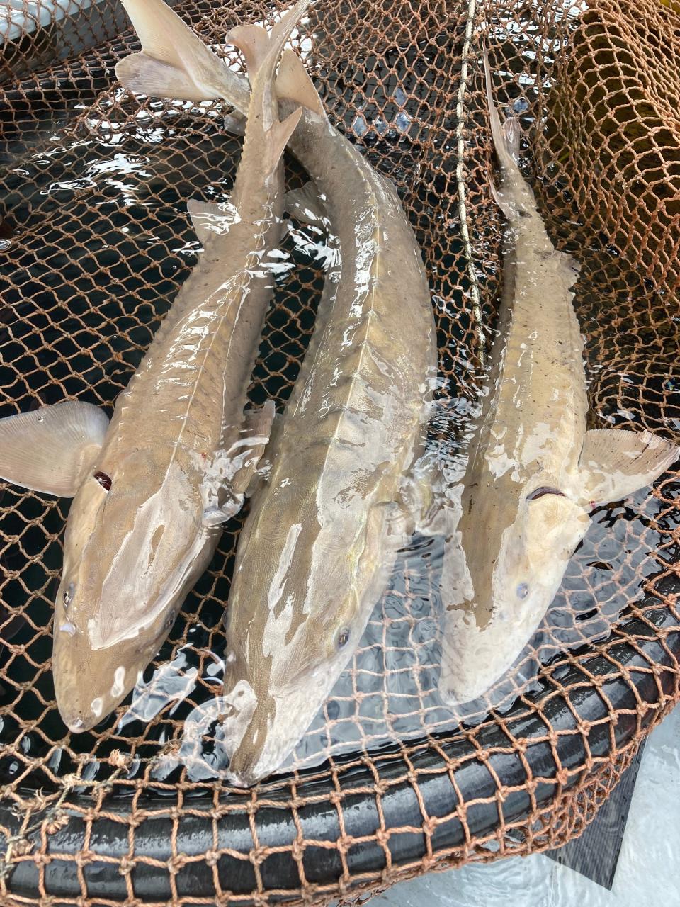 Lake sturgeons caught by members of the Michigan Department of Natural Resources.