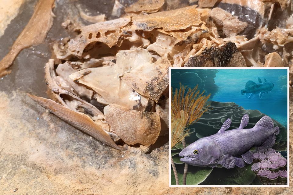 Background: The fossilised Ngamugawi wirngarri skull. Inset: a drawing of the fish under the sea in a reef.