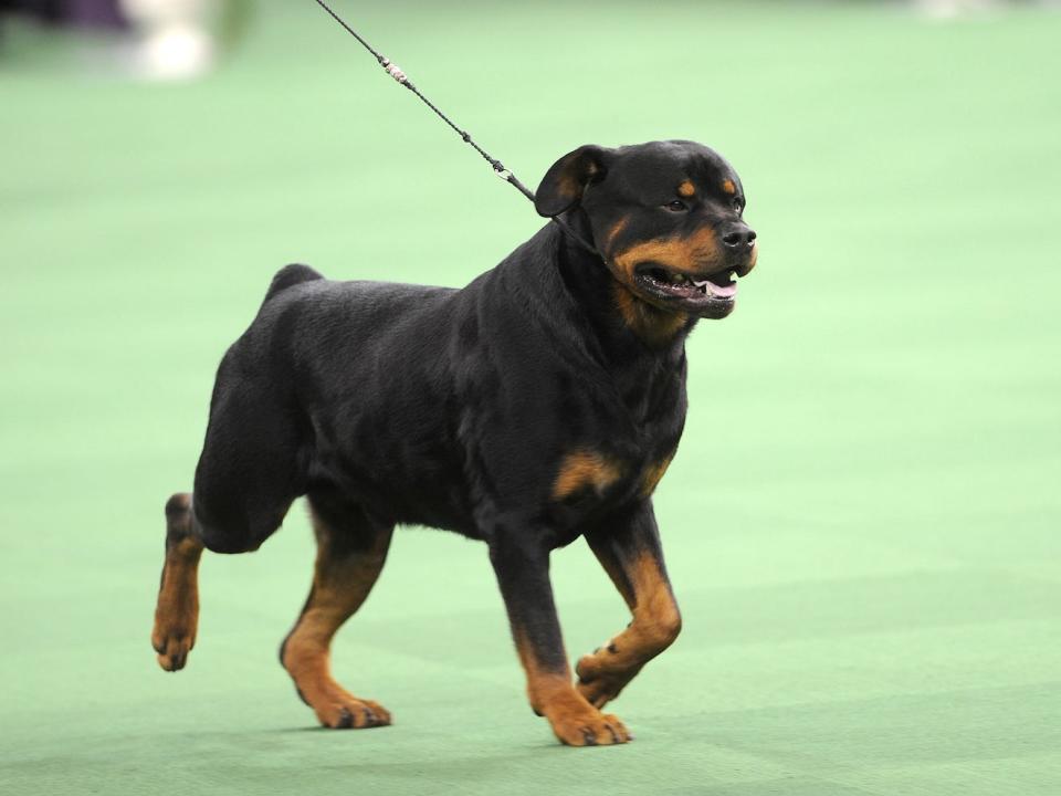 Rottweiler Westminster Dog Show