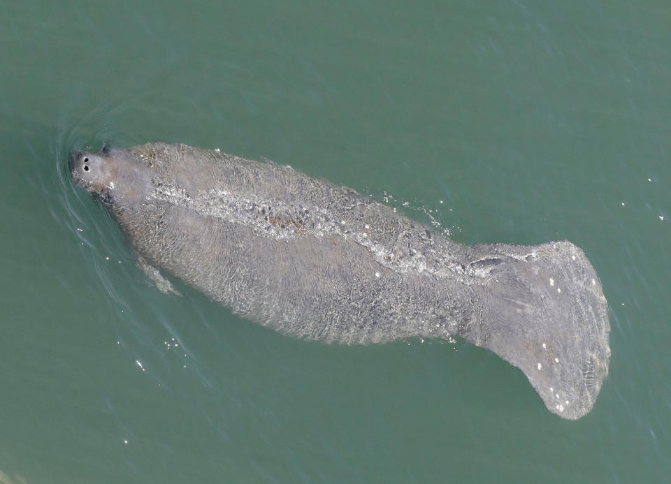 In this Thursday, April 2, 2020, file photo, a manatee comes up for air is it swims in the Stranahan River, in Fort Lauderdale, Fla. Manatees are starving to death by the hundreds along Florida's east coast because algae blooms and contaminants are killing the sea grass the beloved sea mammals eat, a wildlife official told a Florida House committee on Tuesday, Oct. 19, 2021. (AP Photo/Wilfredo Lee, File)