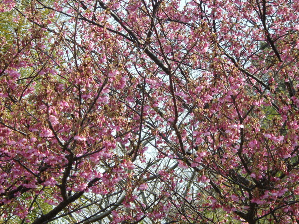 ▲在土肥金山某處也有漂亮的櫻花。