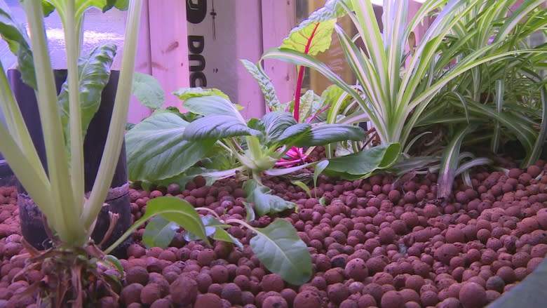 Summerside Makerspace growing greens with aquaponics