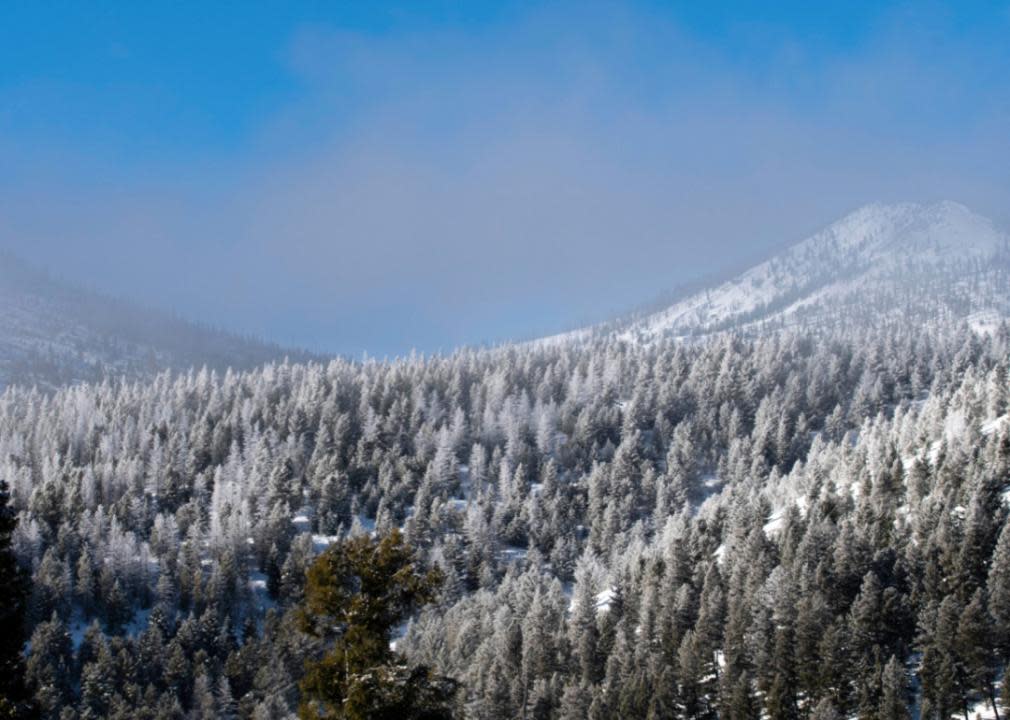 A snowy forest with a mountain in the background.