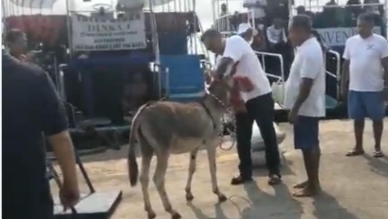 Manuelín, el burro por el que organizaciones piden rescate y protección. (Captura de Twitter/@DefAnimalMX)