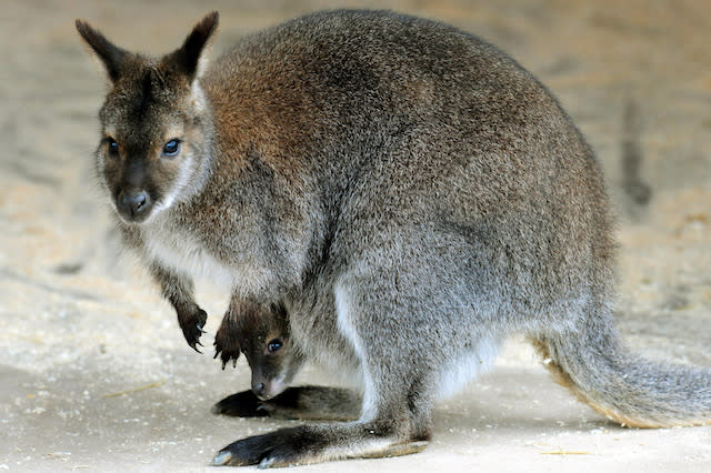 New arrivals at Twycross Zoo, Leicestershire, red-necked wallaby Kampuchea with her baby, which is still to be named.