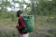 A man is seen in a forest while looking for wild mushrooms on the outskirts of Harare, Saturday, March 4, 2023. Zimbabwe’s rainy season brings a bonanza of wild mushrooms, which many rural families feast upon and sell to boost their incomes. Rich in protein, antioxidants and fiber, wild mushrooms are a revered delicacy and income earner in Zimbabwe, where food and formal jobs are scarce for many. (AP Photo/Tsvangirayi Mukwazhi)